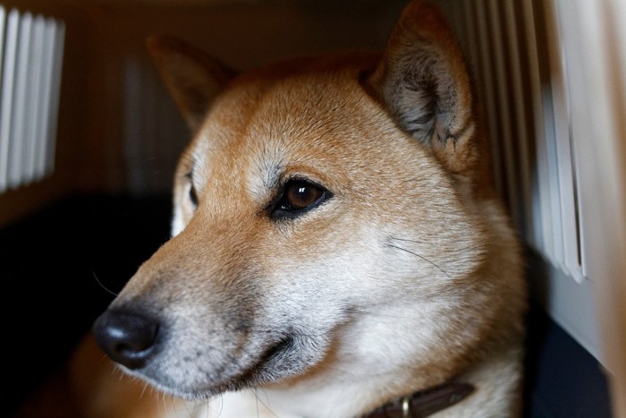 クレートに入る柴犬の顔のアップ