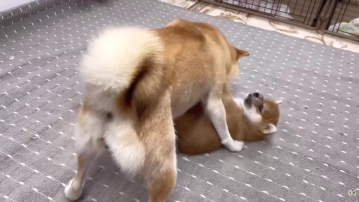 厳しくしつけられて…