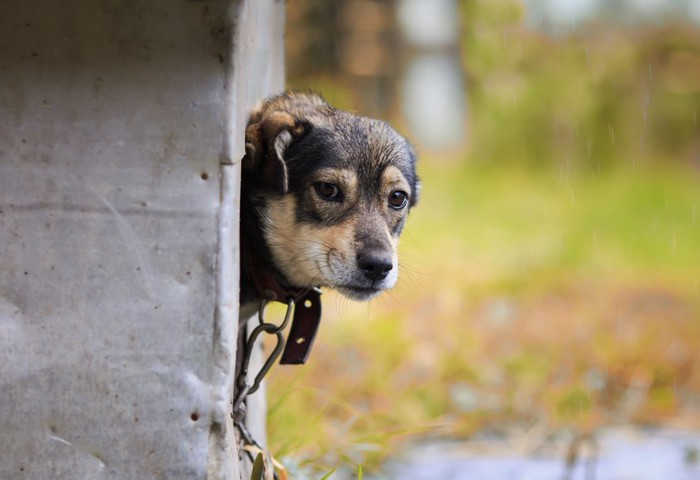 小屋から顔を出す犬