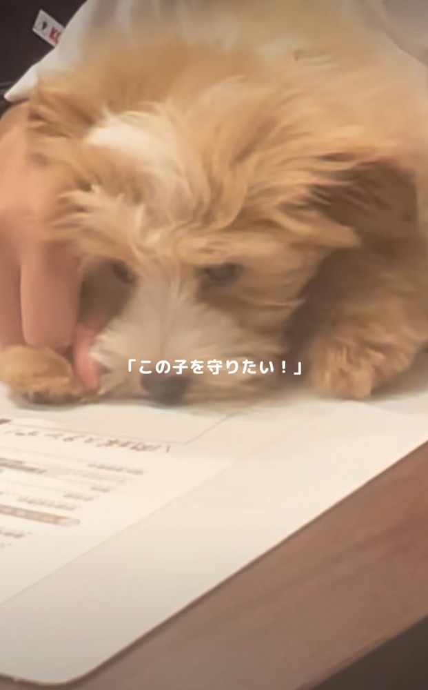 肉球で印を押す子犬