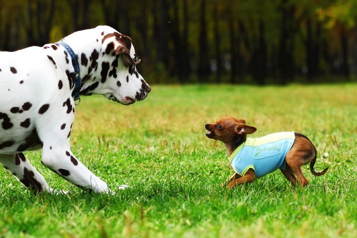 喧嘩する小型犬と大型犬