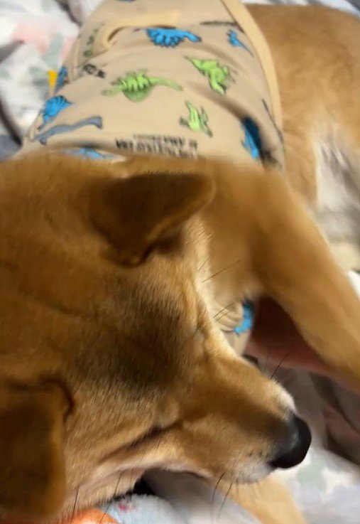 寝転がって拒否!