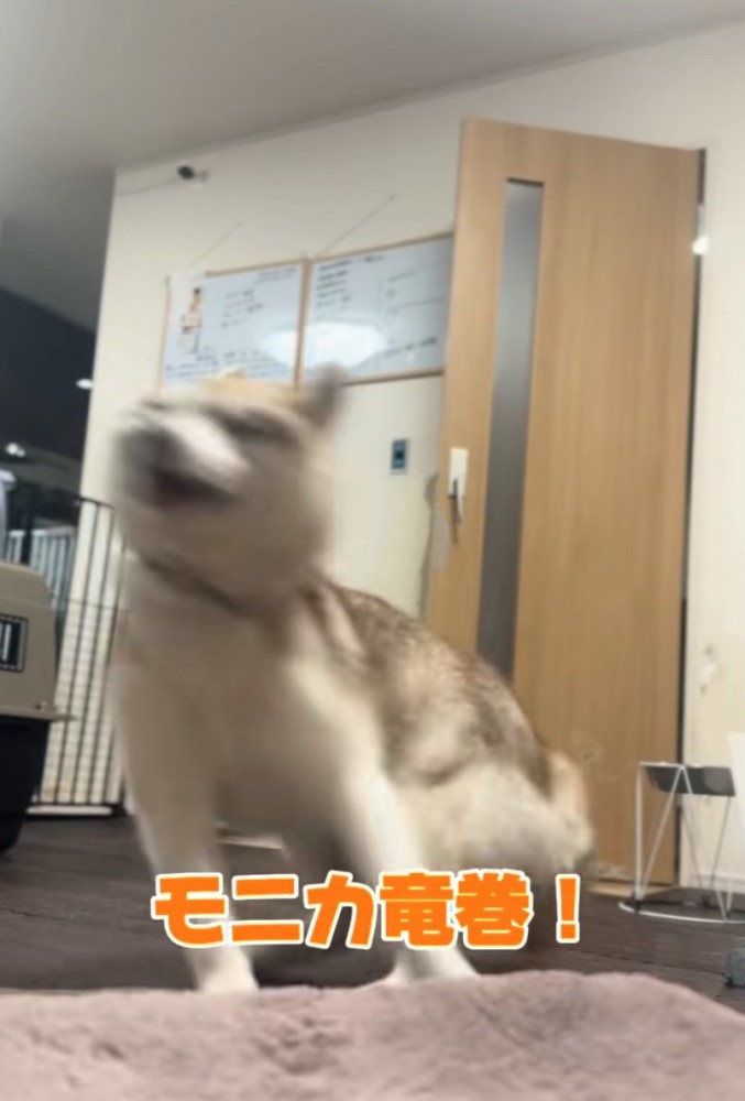 走り回るハスキー