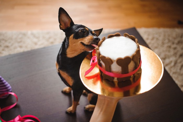 犬用ケーキを舐める犬