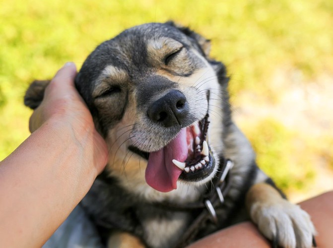 撫でられて笑顔の犬