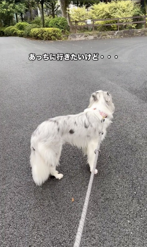 迷うルークくん
