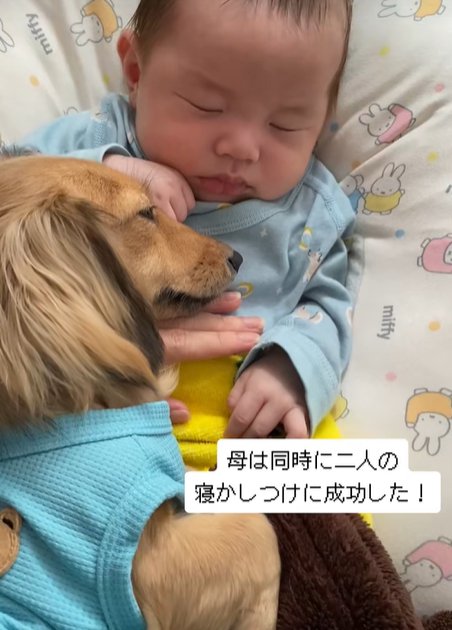 赤ちゃんとカニンヘンダックスフンドを同時に寝かしつける母（飼い主）
