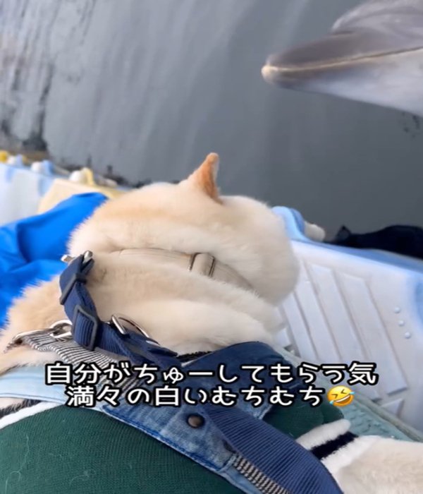 イルカを見つめる犬