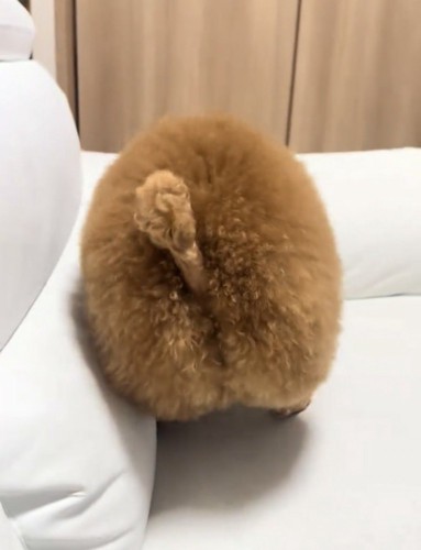 ソファの上にいる犬