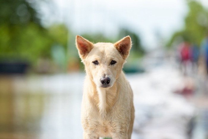 真っすぐ前を見る犬