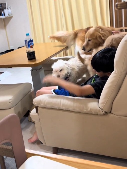 駆け寄ってくるわんこたち