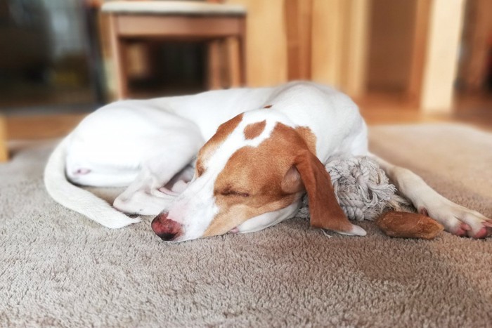 床に伏せて眠る犬