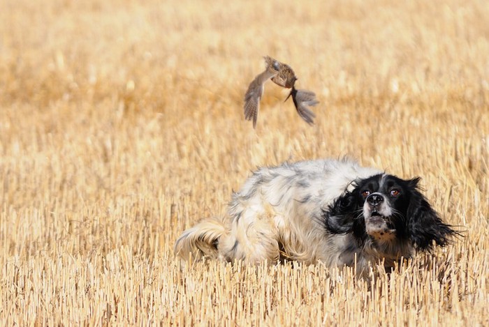 鳥を追いかける犬