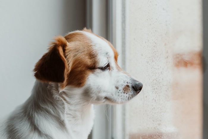 窓から外を眺める犬