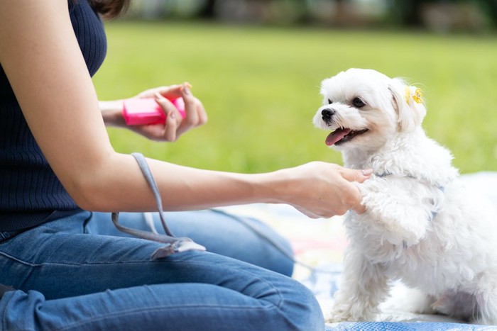 飼い主の指示でお手をする犬