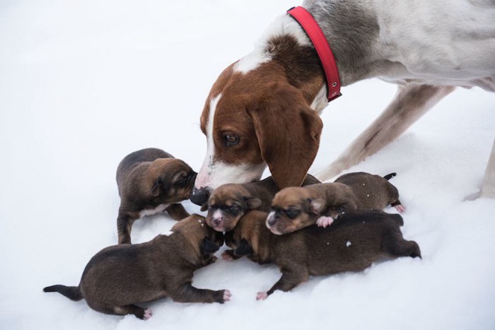 子犬のお世話をする母犬