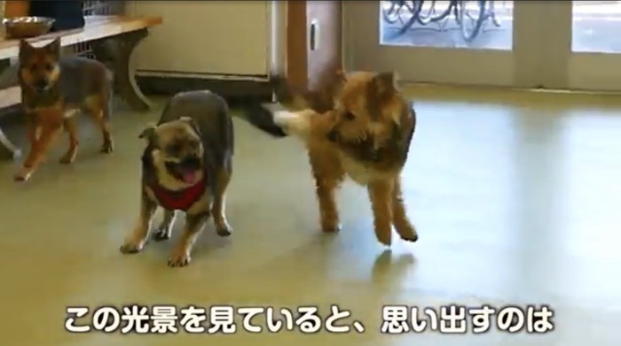 3匹の犬が走ってる