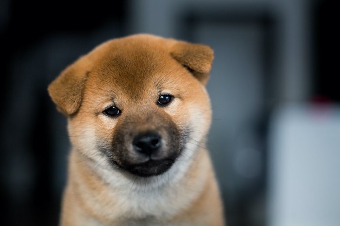 こちらを見つめる折れ耳の柴犬の子犬