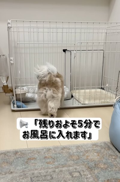 ハウスに入る小型犬