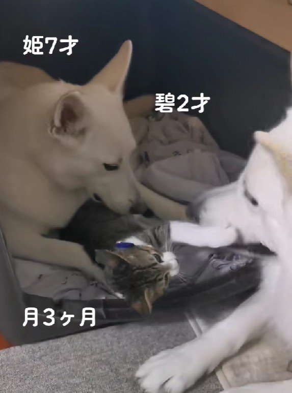 子猫もすっかり心を開いている