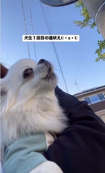 犬生1回目の遠吠えの様子