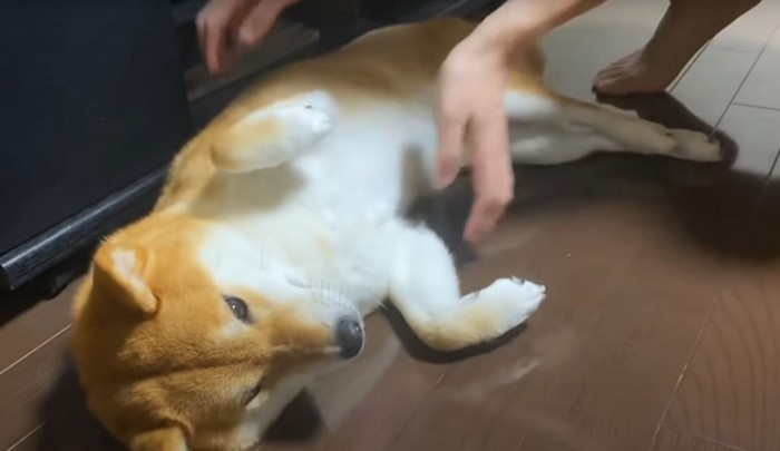 抱っこを拒否する犬