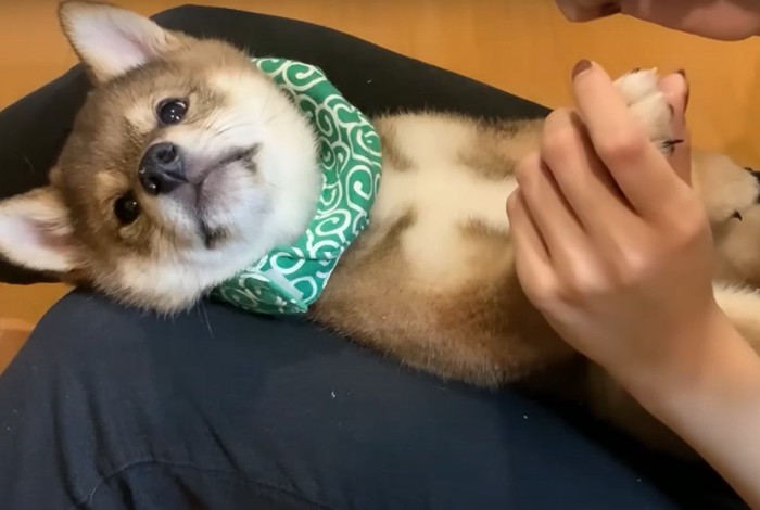 爪切りをしてもらう犬