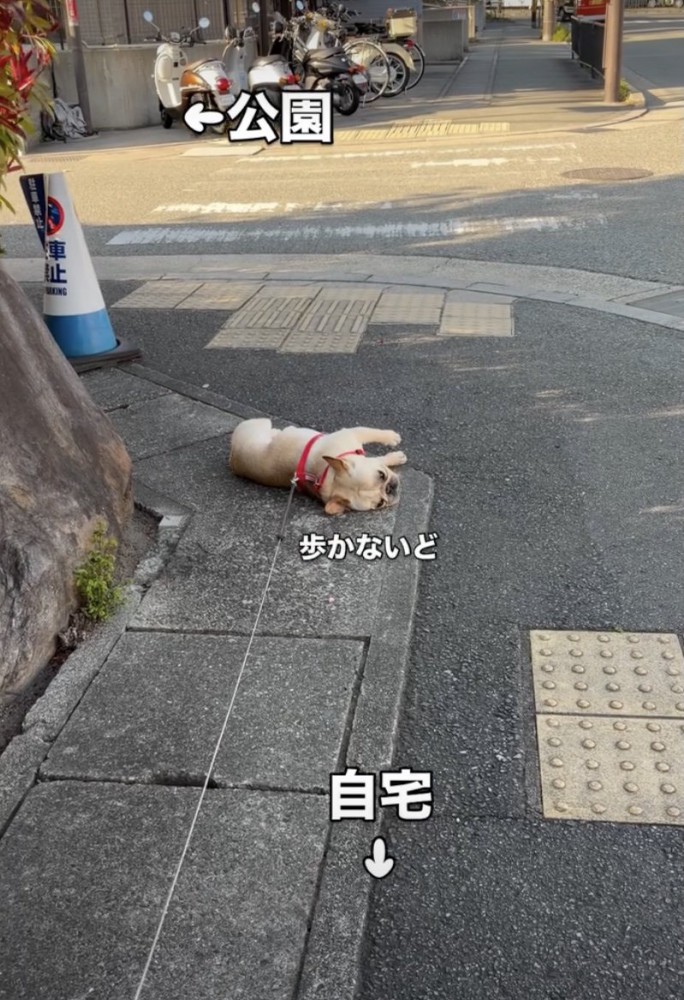 歩道のど真ん中!
