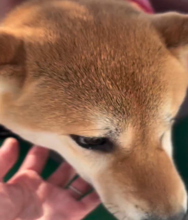 アップの犬
