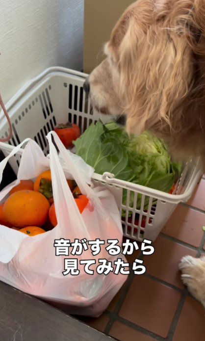 愛犬のレアちゃんが…