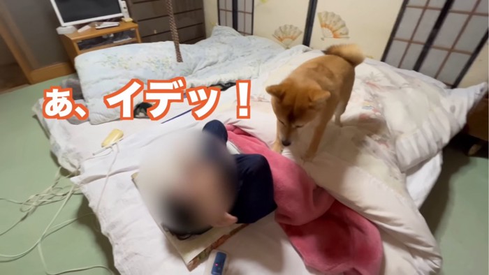 ダイブする犬