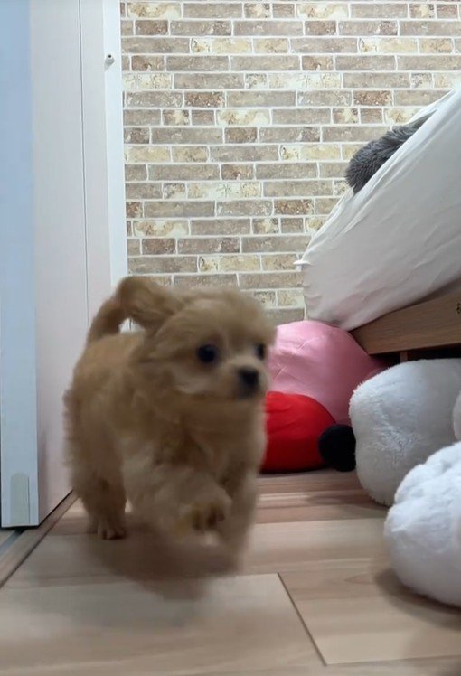 ブランちゃん＆チョコビちゃん3