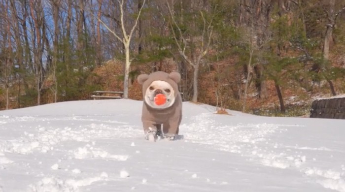 熊の着ぐるみを着た犬