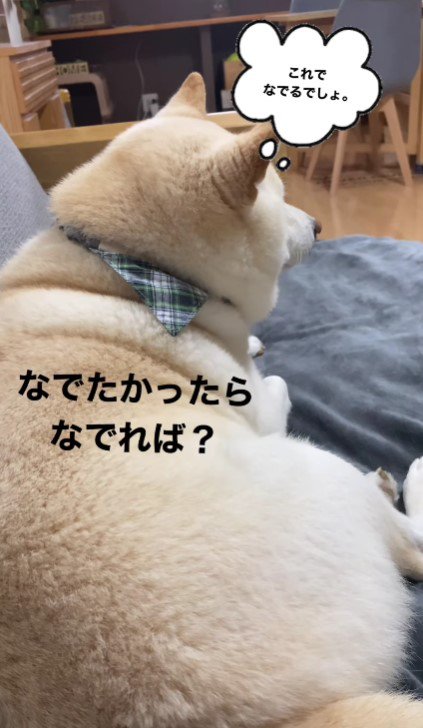 柴犬としてのプライドが伝わります