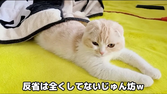 カーペットに寝転がる猫