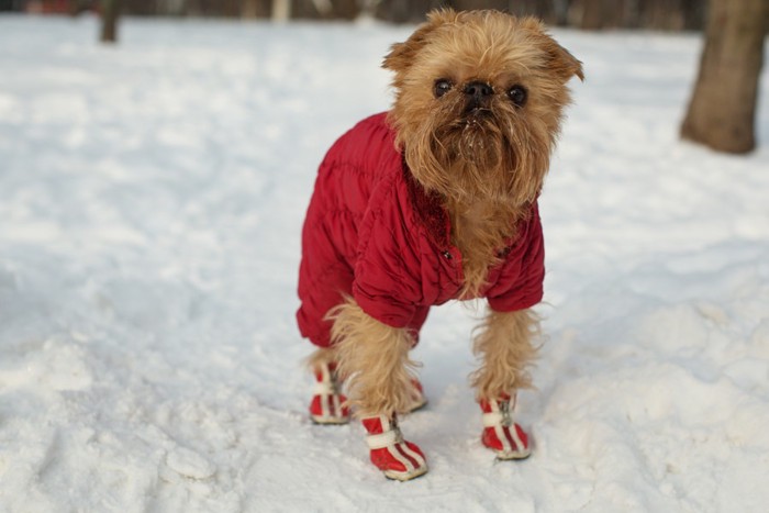 靴を履いた犬