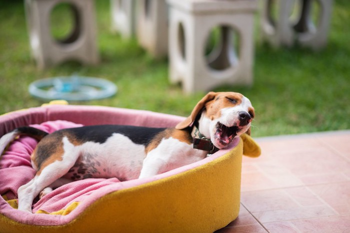 屋外に置かれた犬用ベッドで眠るビーグル犬