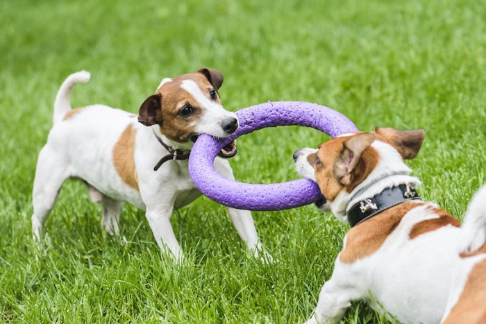 リングのおもちゃを引っ張りっこする2匹の犬