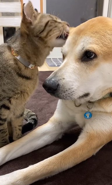 猫に毛づくろいされる大型犬