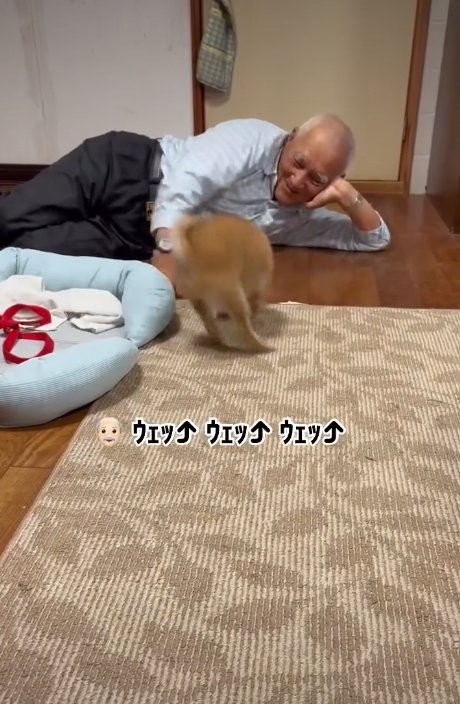 遊ぶ犬1