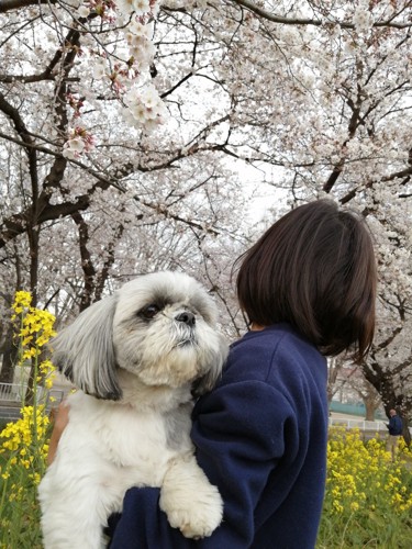 抱っこされる犬