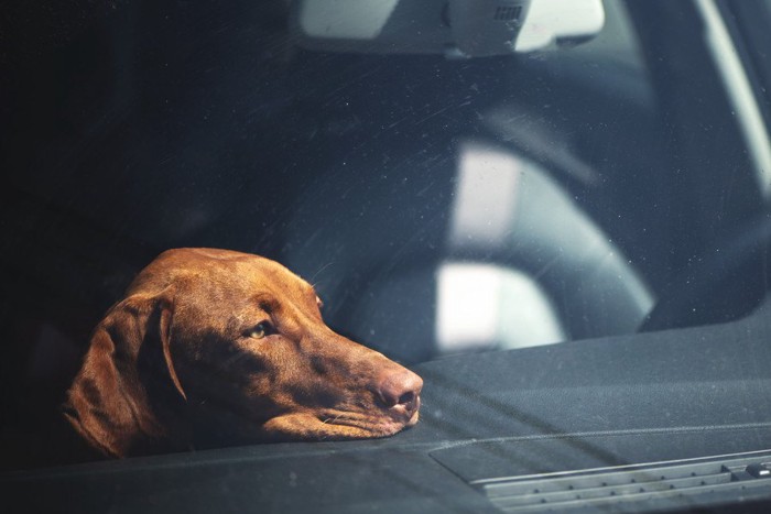 車の中に残された悲しげな犬