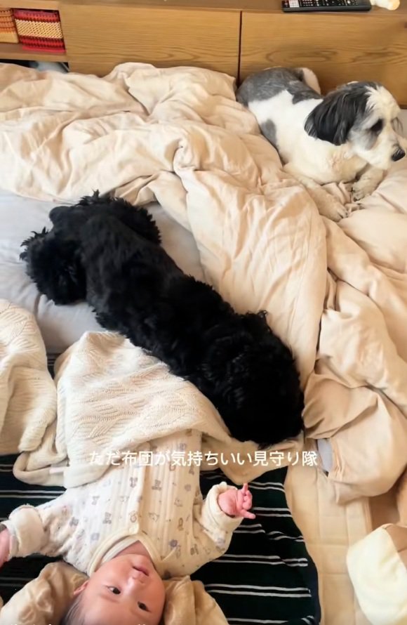 一緒に眠る赤ちゃんとわんこ