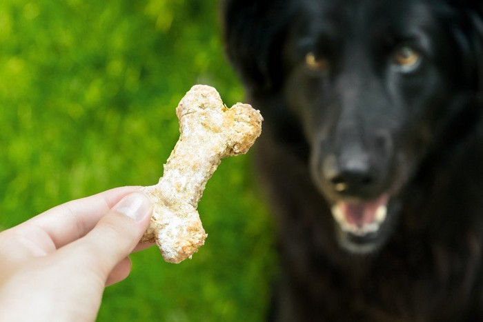 おやつを見る犬