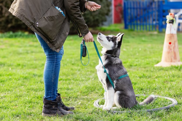 座って飼い主の指示をじっと聞く子犬