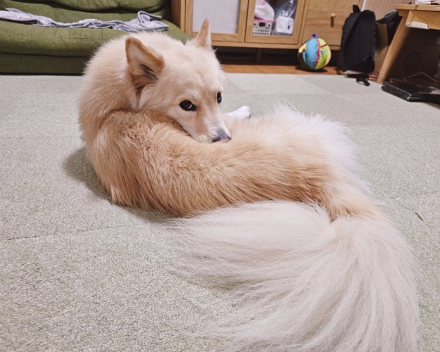 つるちゃんの日常