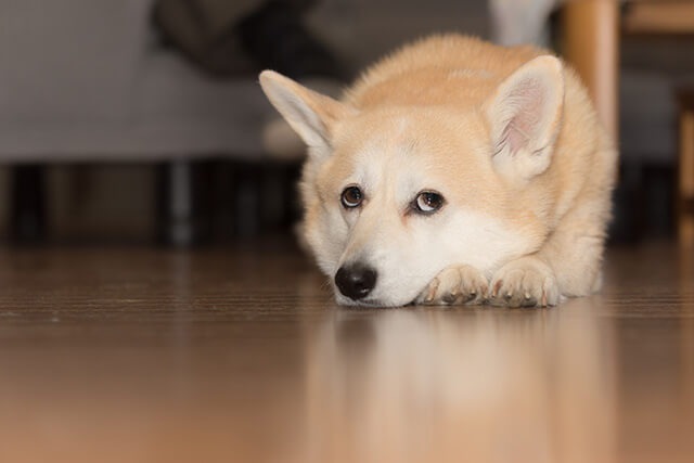 上目遣いをしている犬