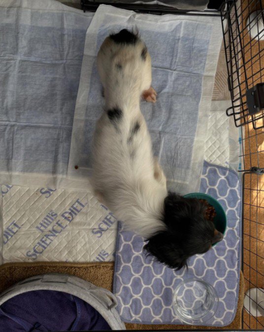 ガリガリに痩せ細っていた