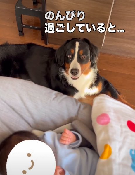 こちらを見る犬