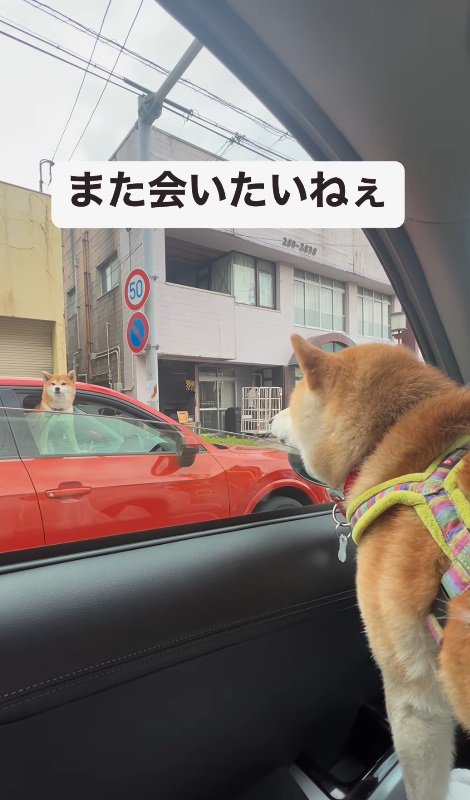 まさかの柴犬仲間さん！